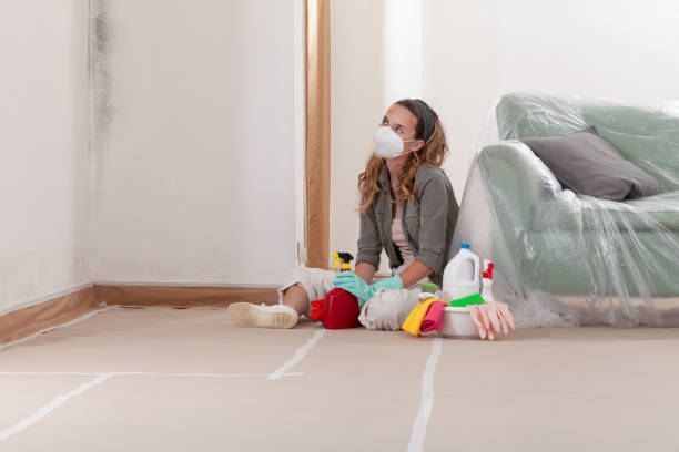 Reliable Mold Removal contractor in Somerville, MA by WQB Mold Removal